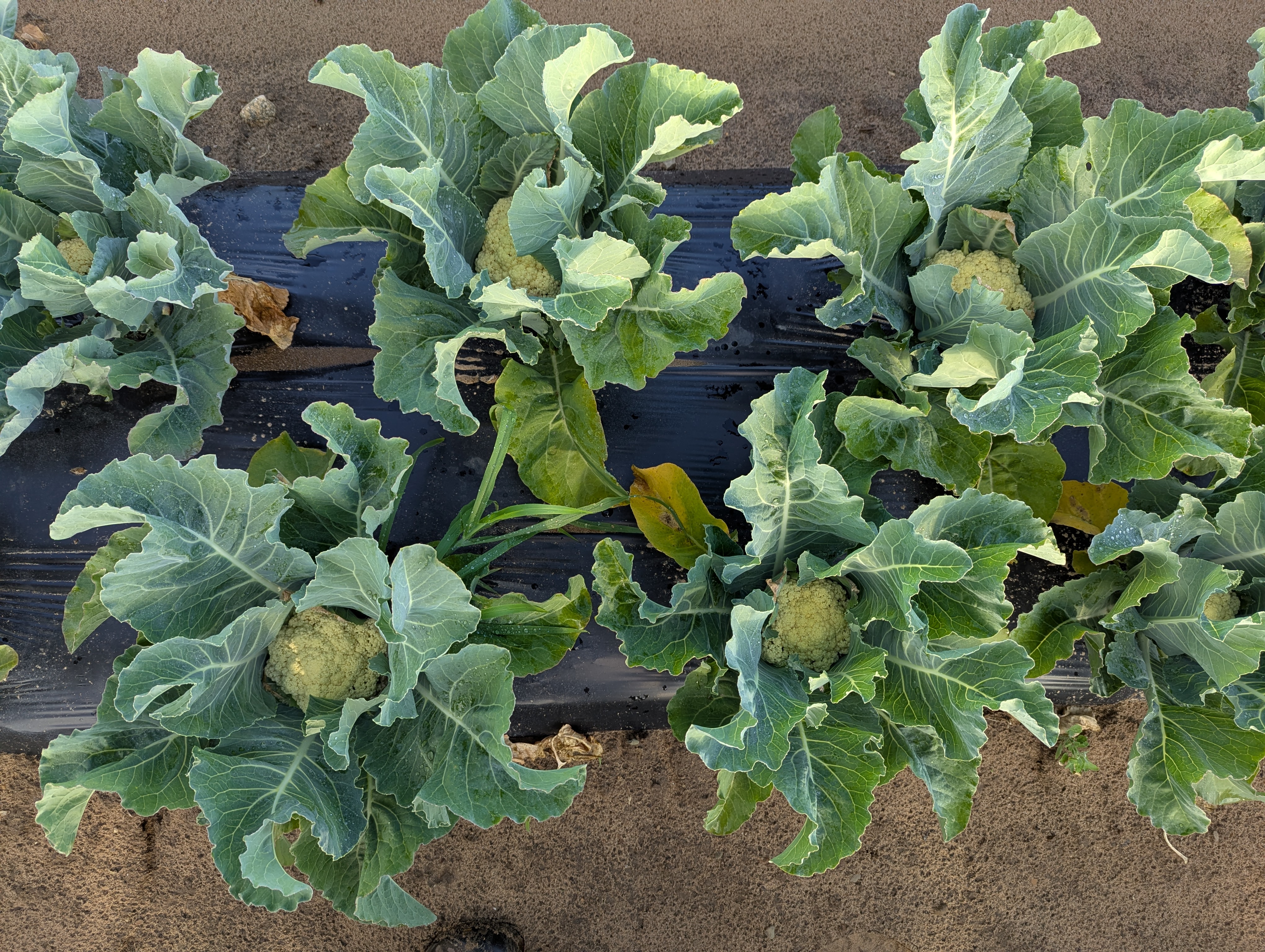 Cauliflowers growing above black plastic in a field.